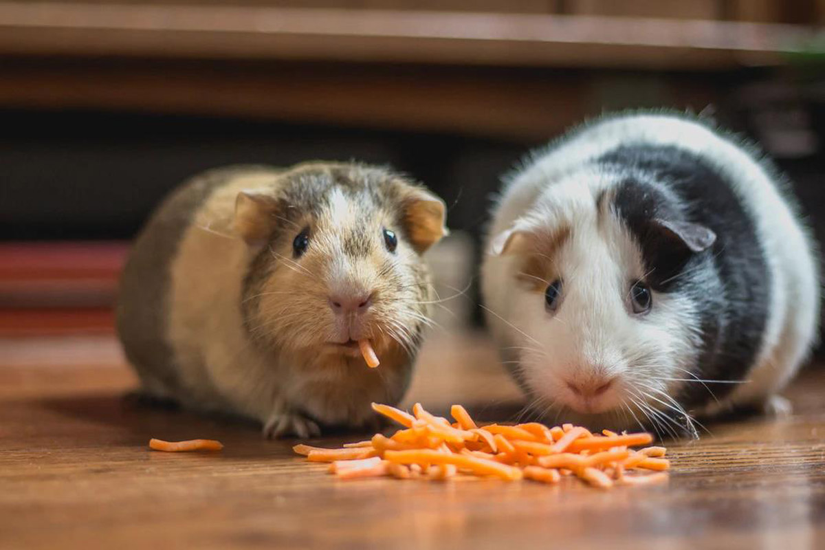 5 Factors To Ensure A Nutritious Diet For Your Guinea Pig