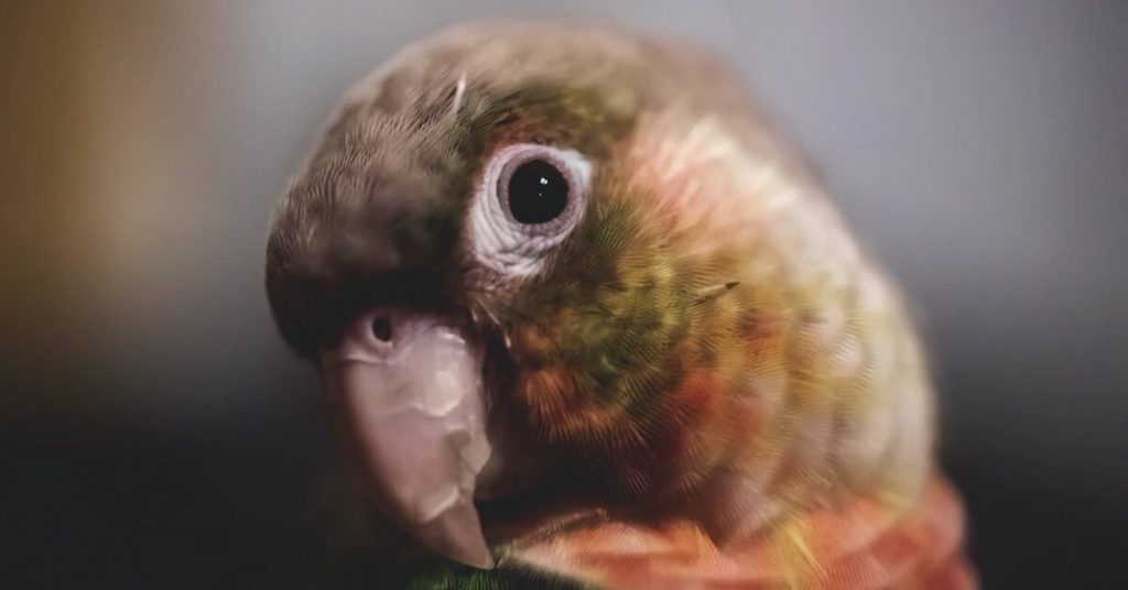 6 Best Talking Parrots That Are Perfect As Household Pets