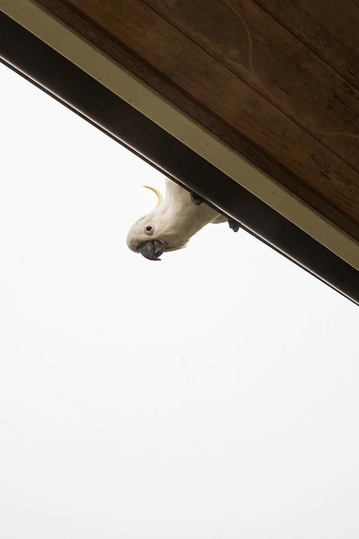 6 Best Talking Parrots That Are Perfect As Household Pets