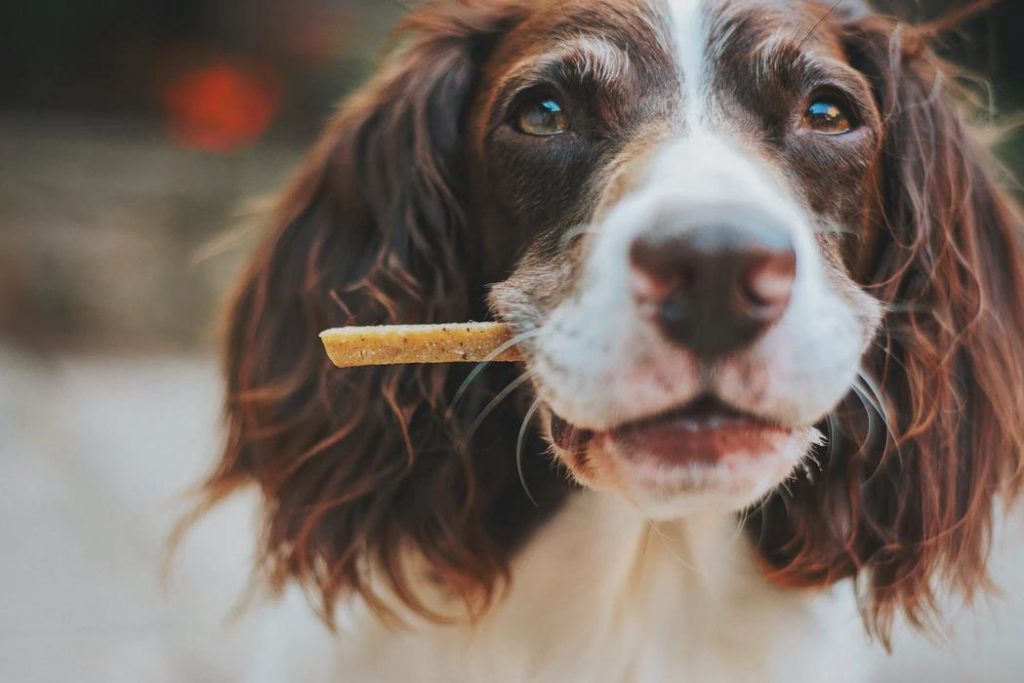 No White Chocolates, No Problem: Chocolate Substitutes and More to Spoil Your Pup