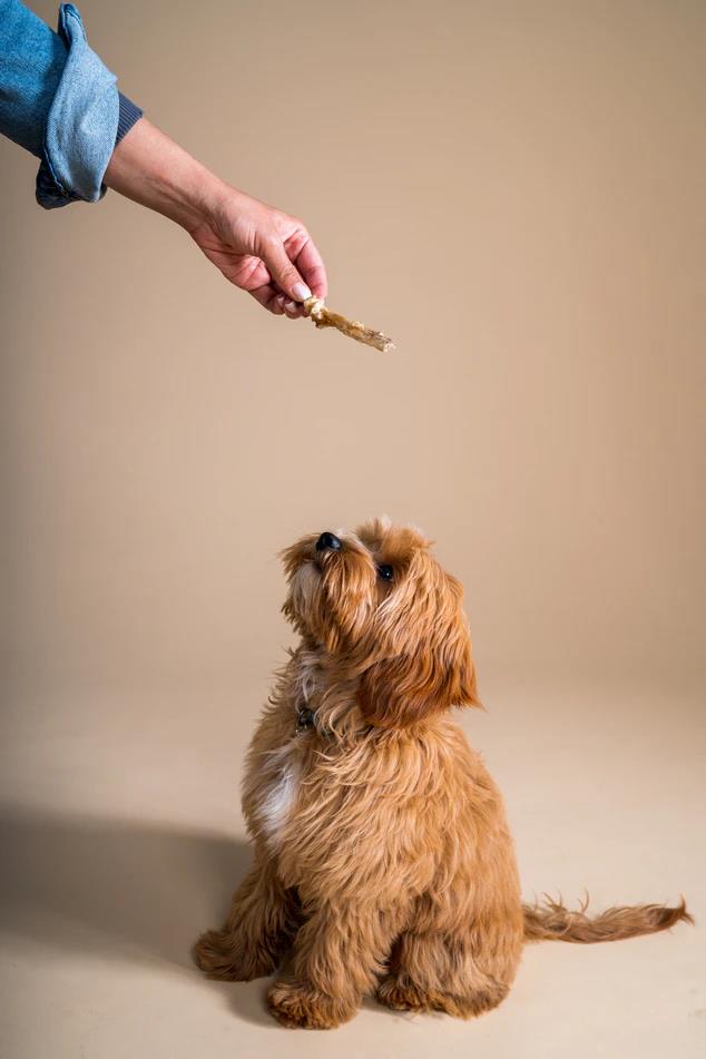 No White Chocolates, No Problem: Chocolate Substitutes and More to Spoil Your Pup