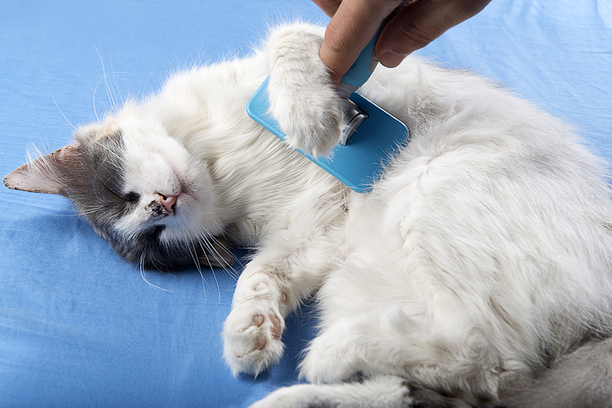 Hairballs: The Beginner’s Guide To Unpacking This Phenomenon