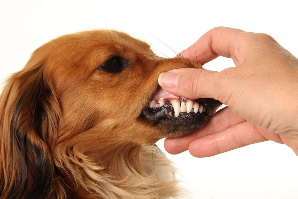 Pale Gums In Canines Possible Causes & Treatments
