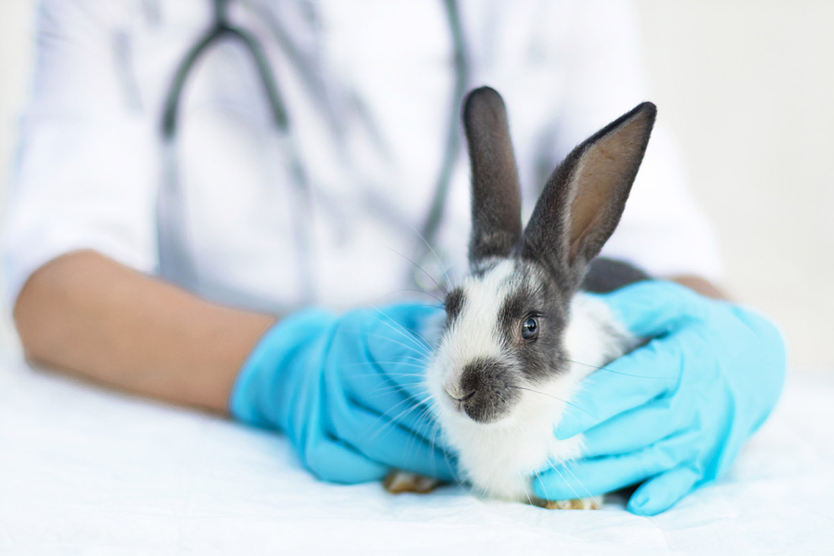 Rabbit Dental Health: What To Do With A Broken Tooth