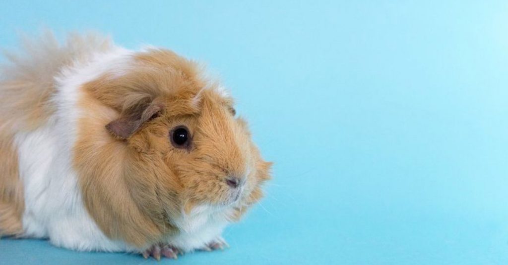 5 Tips To Finding The Perfect Home For Your Guinea Pig