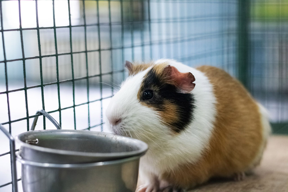 5 Tips To Finding The Perfect Home For Your Guinea Pig