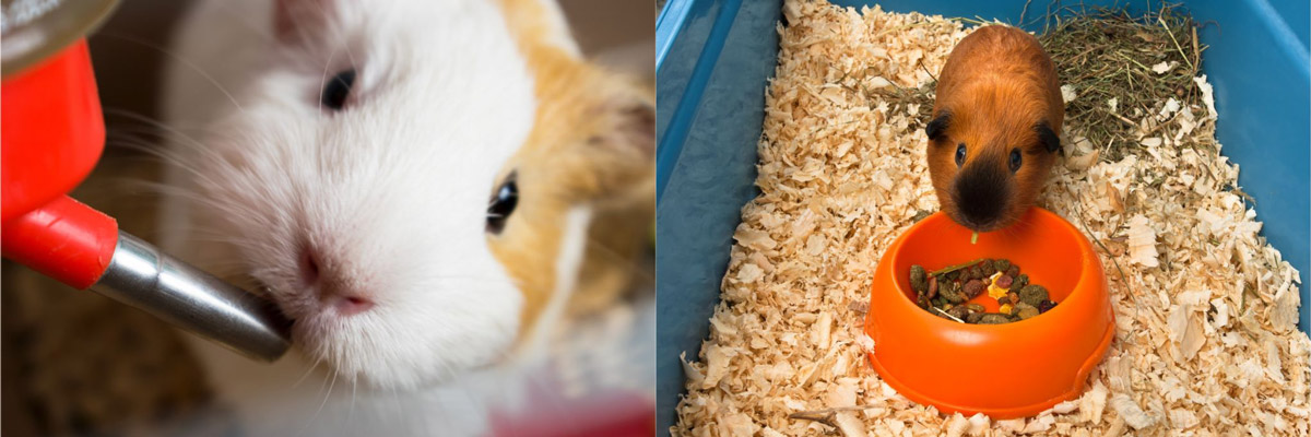 5 Tips To Finding The Perfect Home For Your Guinea Pig