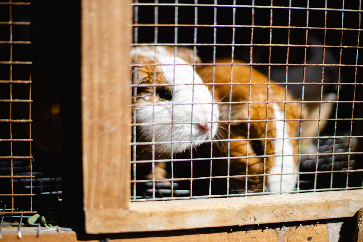 5 Tips To Finding The Perfect Home For Your Guinea Pig