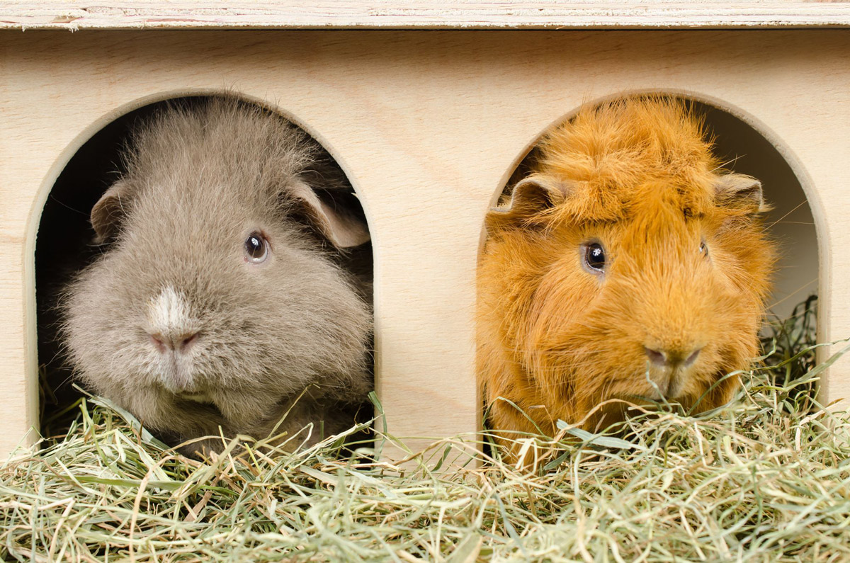 5 Tips To Finding The Perfect Home For Your Guinea Pig