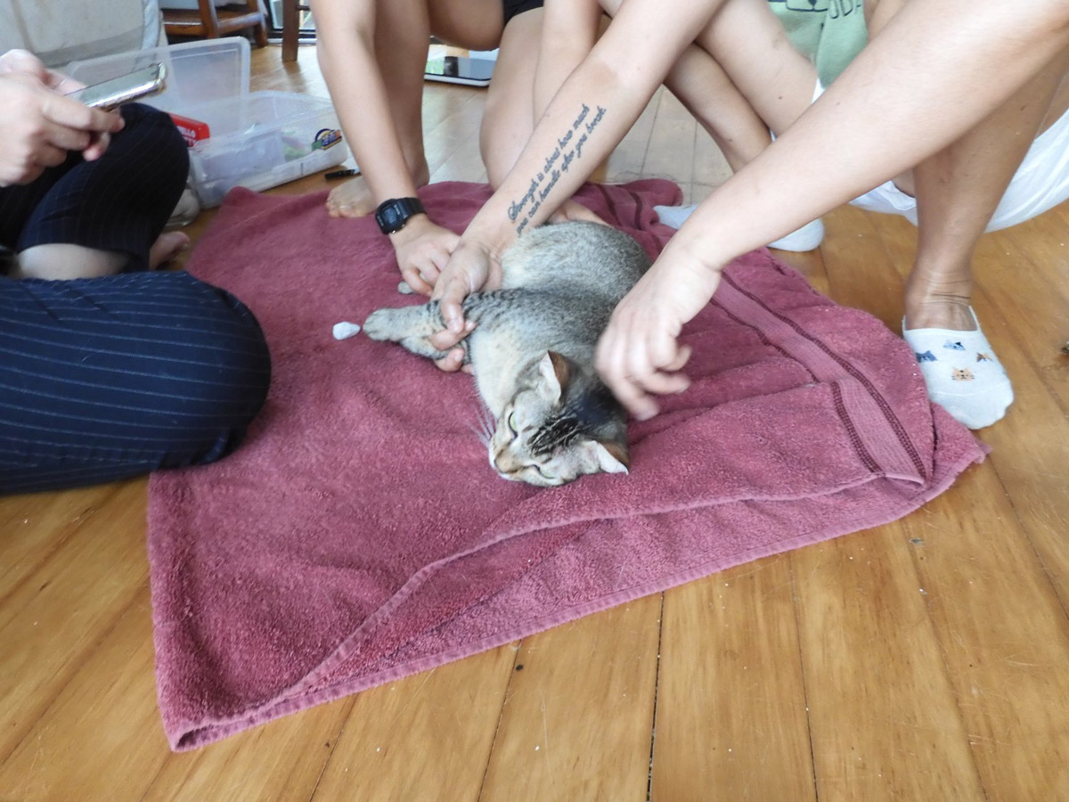 Animal Human Alliance (AHA): One Man’s Love, A Stray’s Second Chance at Life