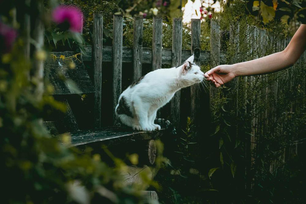 Our Great Feline Befrienders