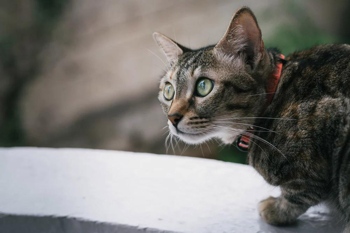 Why Cats Are Actually Smart And Sophisticated Pets
