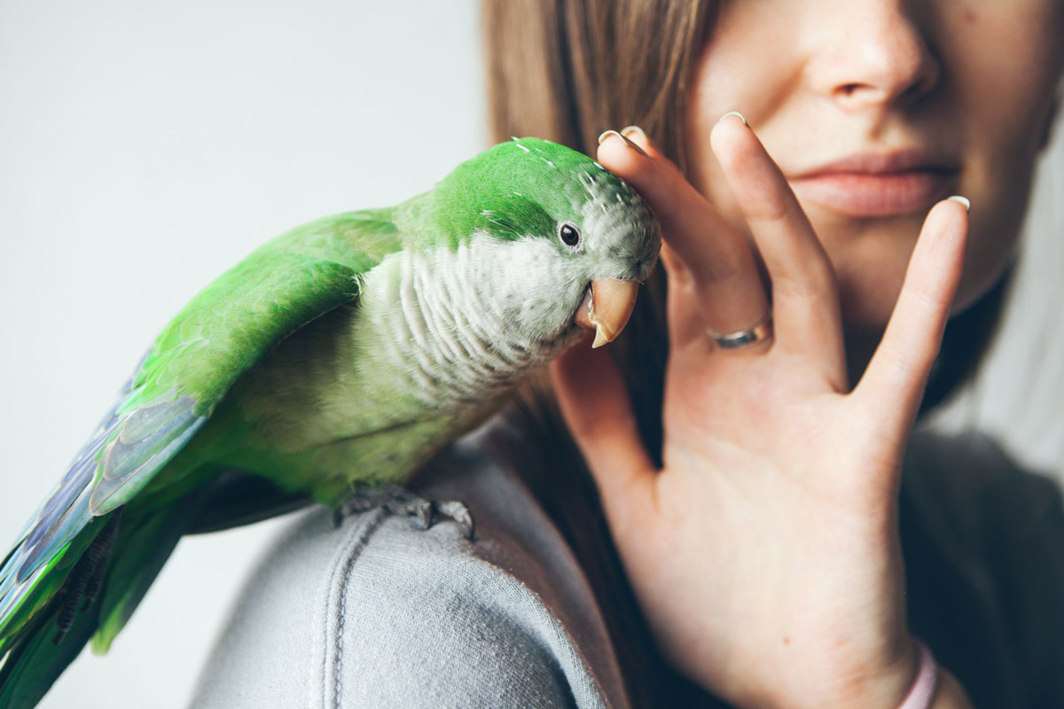 5 Reasons Why Parrots Will Make For Excellent Pets