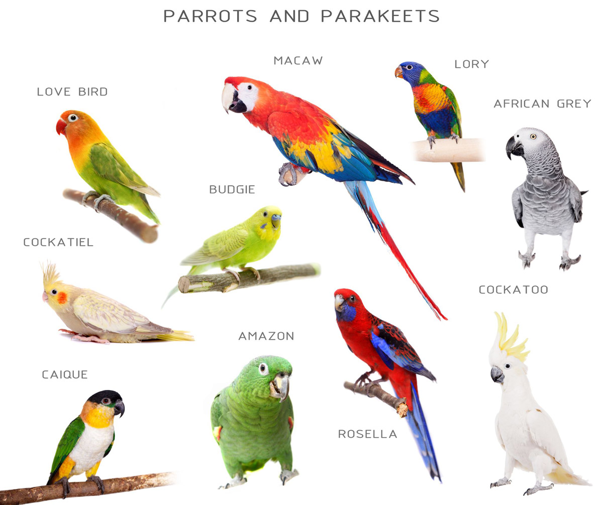 5 Reasons Why Parrots Will Make For Excellent Pets