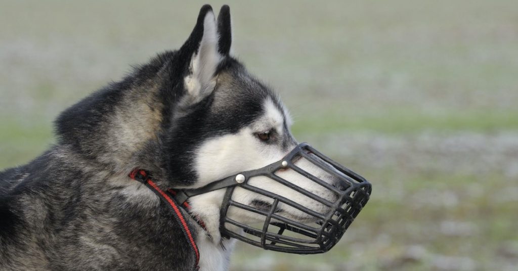 Dog Muzzles: Everything You Need To Know About Them