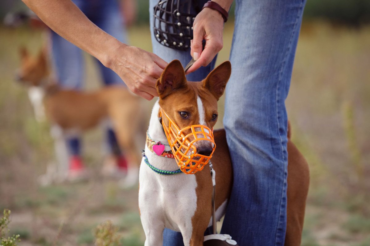 Dog Muzzles: Everything You Need To Know About Them