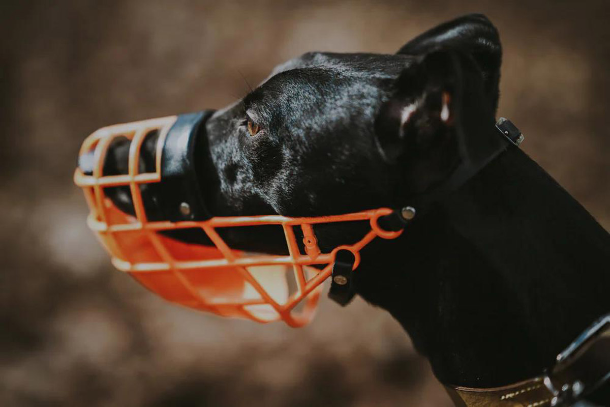 Dog Muzzles: Everything You Need To Know About Them