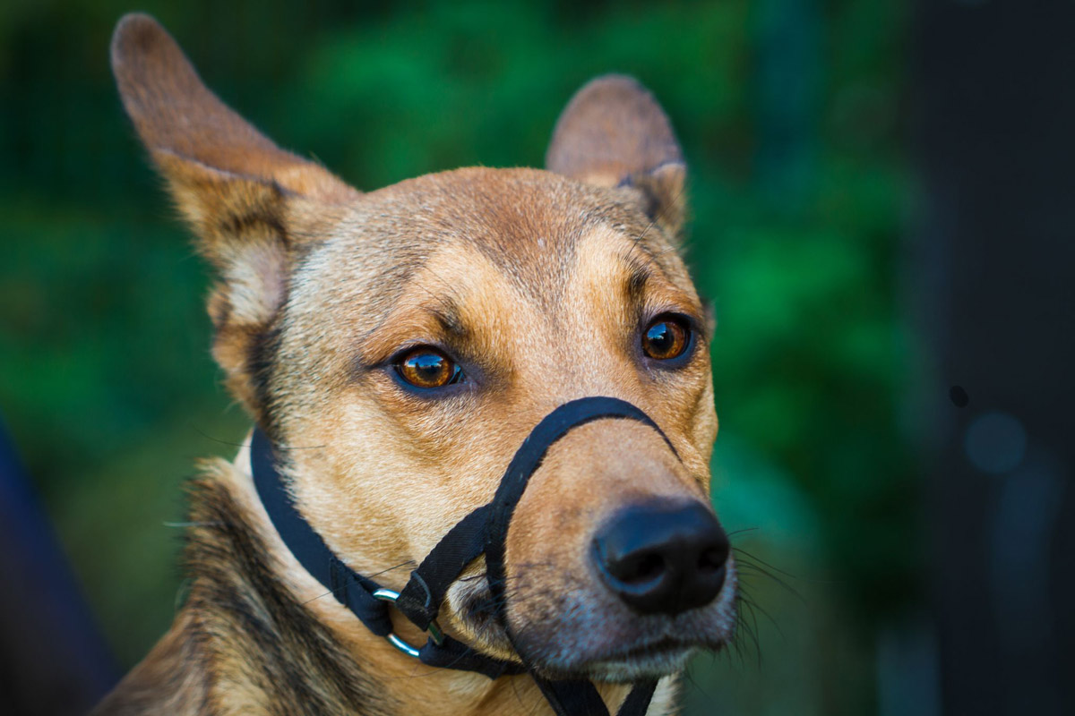 Dog Muzzles: Everything You Need To Know About Them