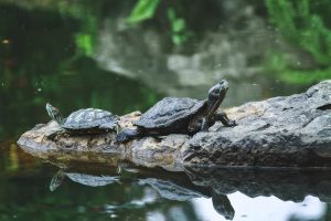 Terrapin TLC: All Things Terrapin and More