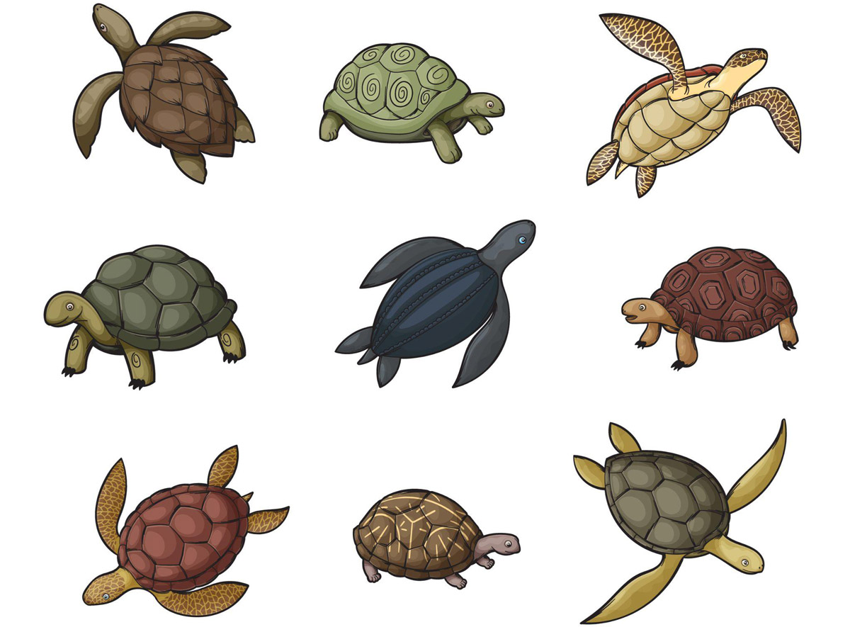 Terrapin TLC: All Things Terrapin and More