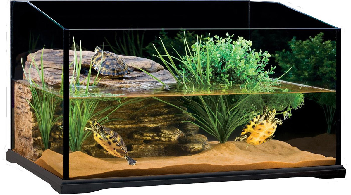 Terrapin TLC: All Things Terrapin and More