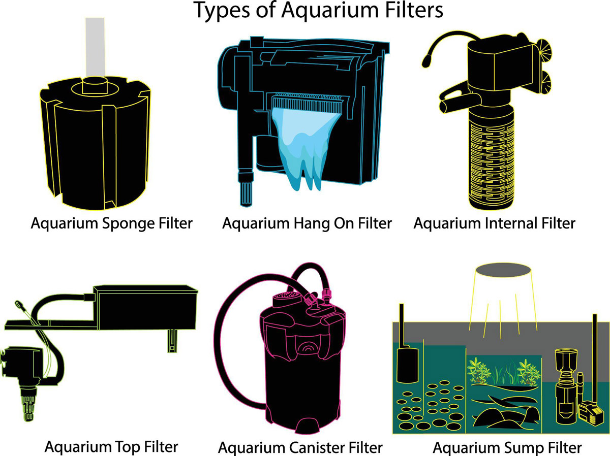 Terrapin TLC: All Things Terrapin and More