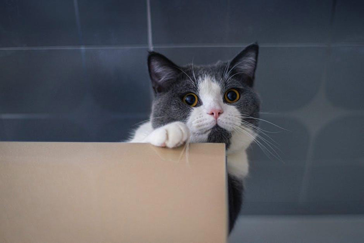 Understanding Felines: Why Do Cats Love Cardboard Boxes?