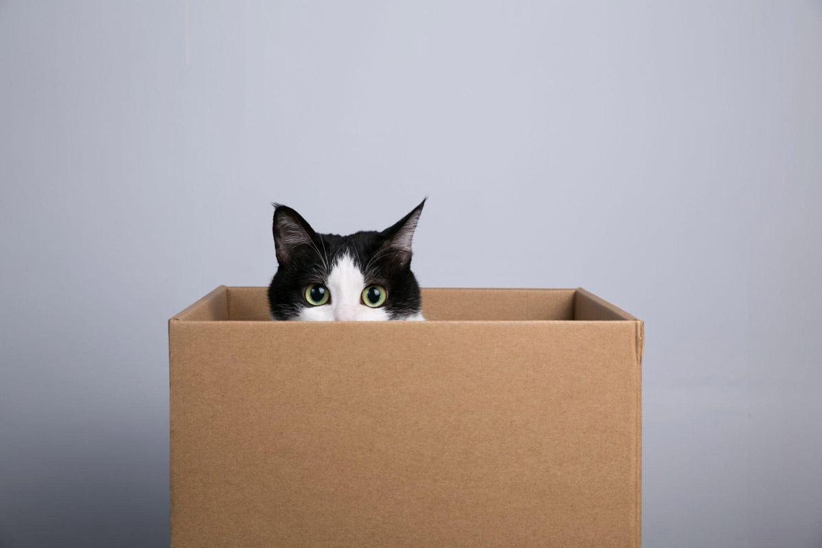 Understanding Felines: Why Do Cats Love Cardboard Boxes?