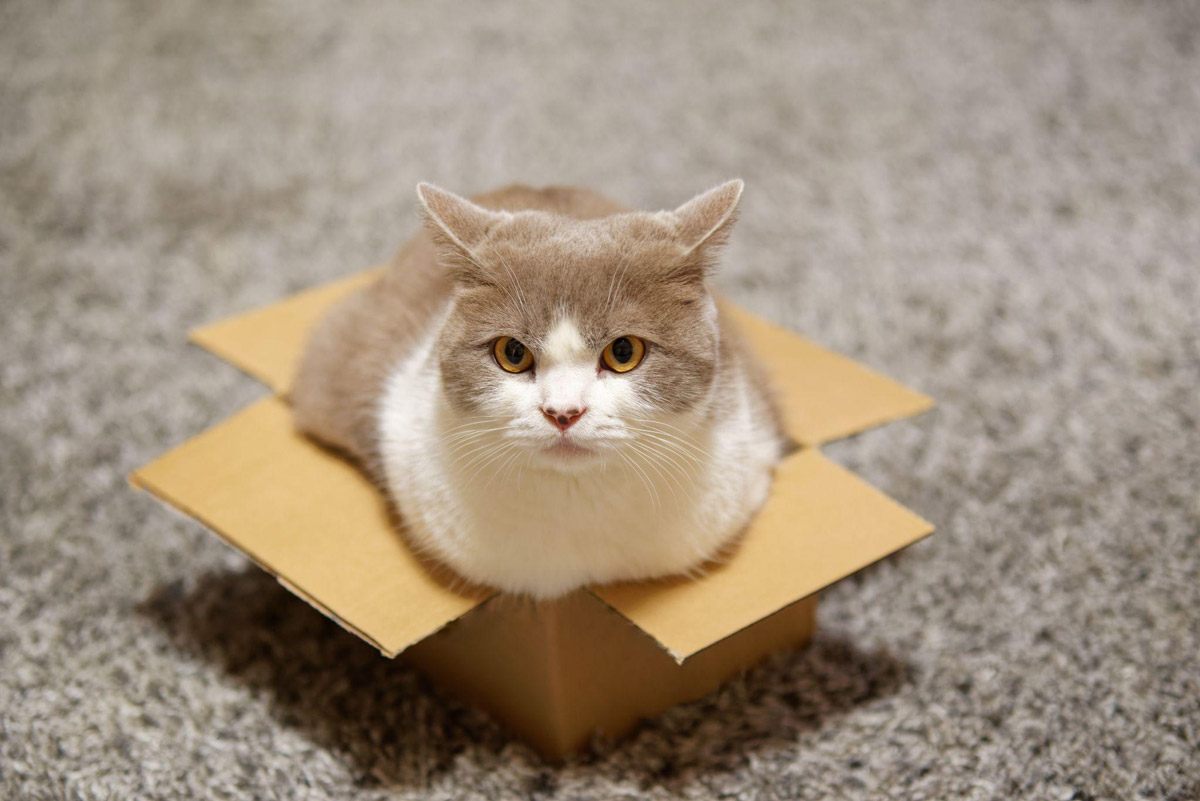 Understanding Felines: Why Do Cats Love Cardboard Boxes?