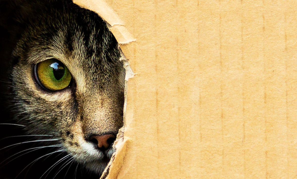 Understanding Felines: Why Do Cats Love Cardboard Boxes?