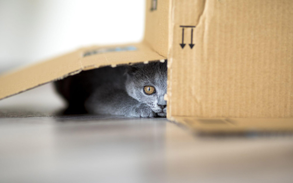 Understanding Felines: Why Do Cats Love Cardboard Boxes?