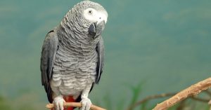 Why African Greys Are Underrated Bird Companions