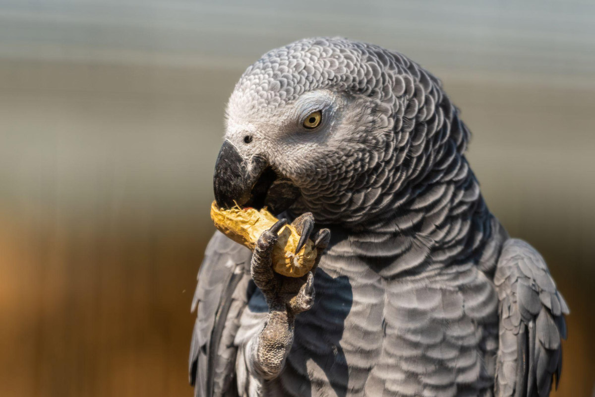 Why African Greys Are Underrated Bird Companions