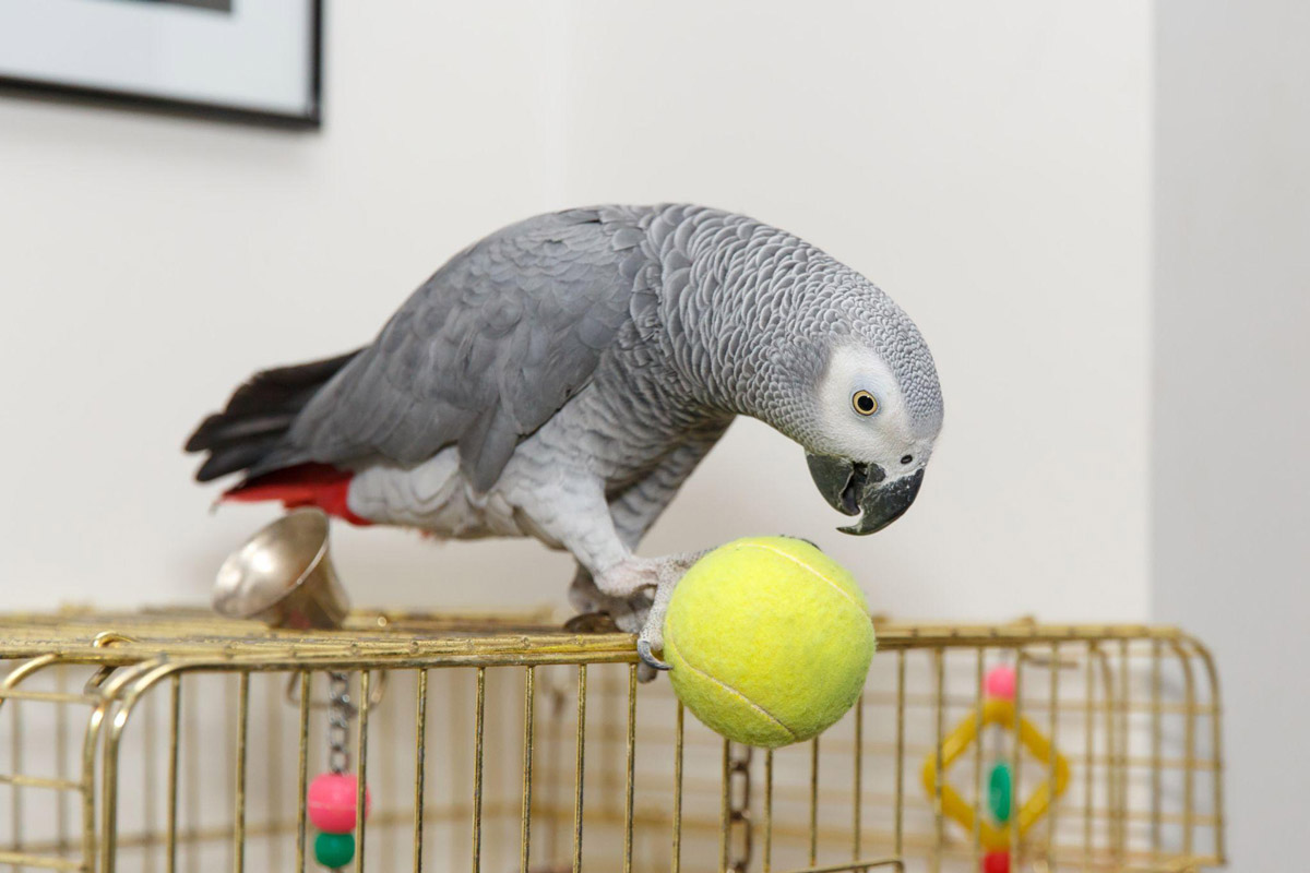 Why African Greys Are Underrated Bird Companions