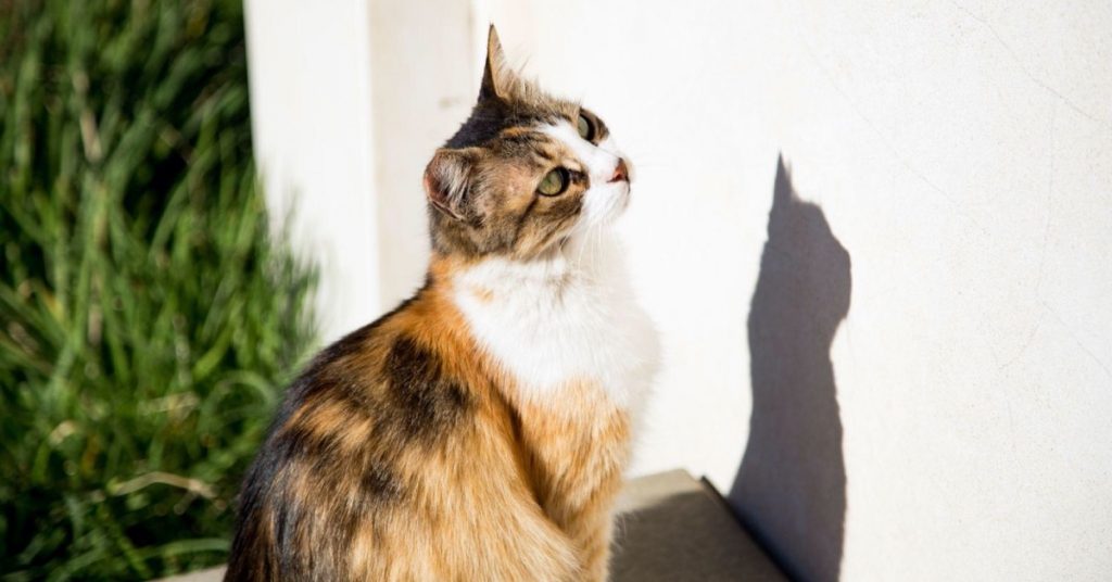 Why Cats Are Constantly Obsessed With Chasing Shadows
