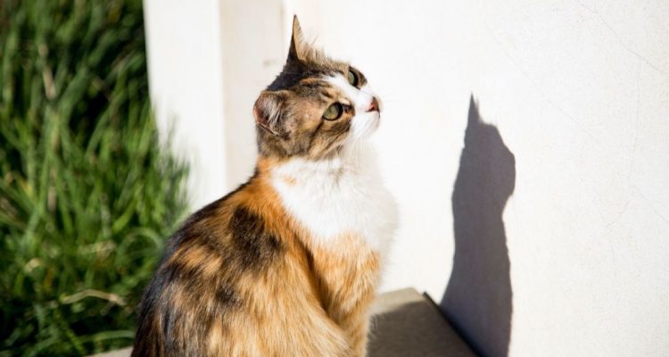 Why Cats Are Constantly Obsessed With Chasing Shadows