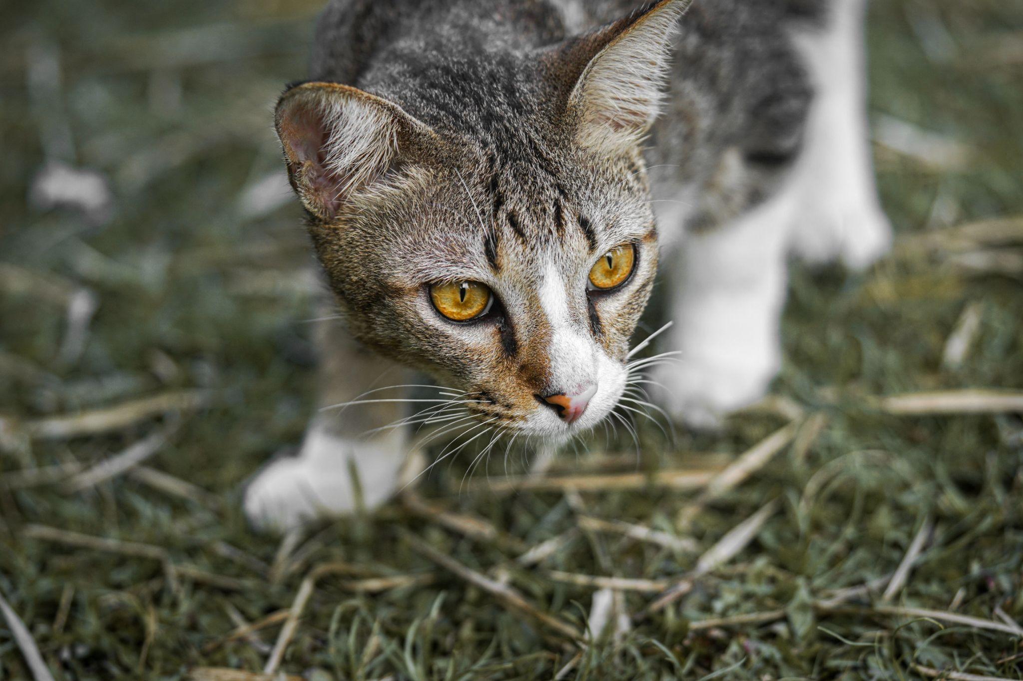 Why Cats Are Constantly Obsessed With Chasing Shadows