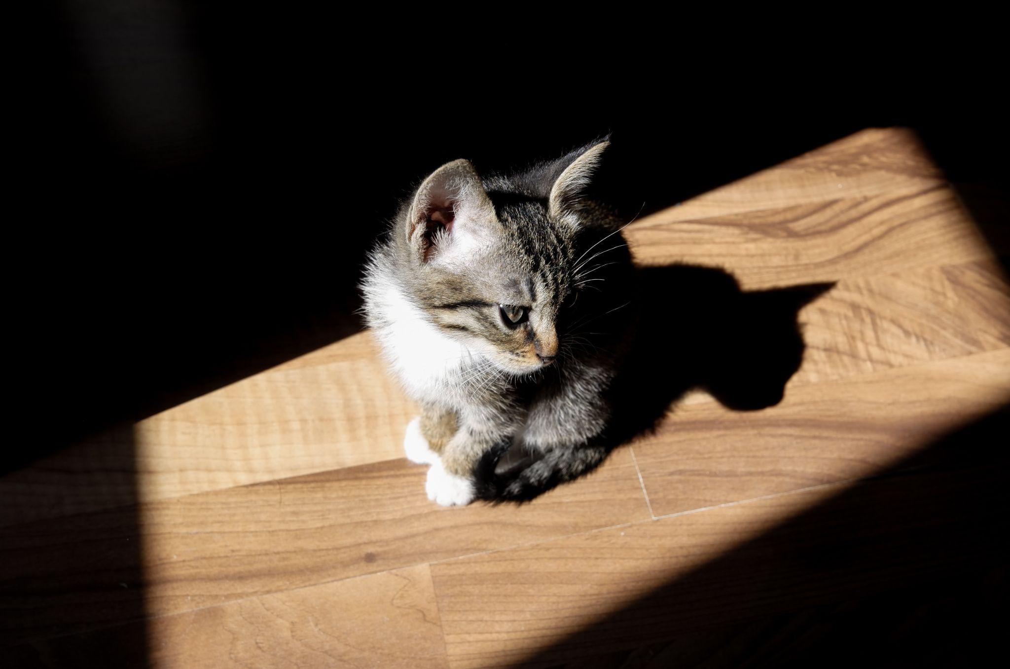 Why Cats Are Constantly Obsessed With Chasing Shadows