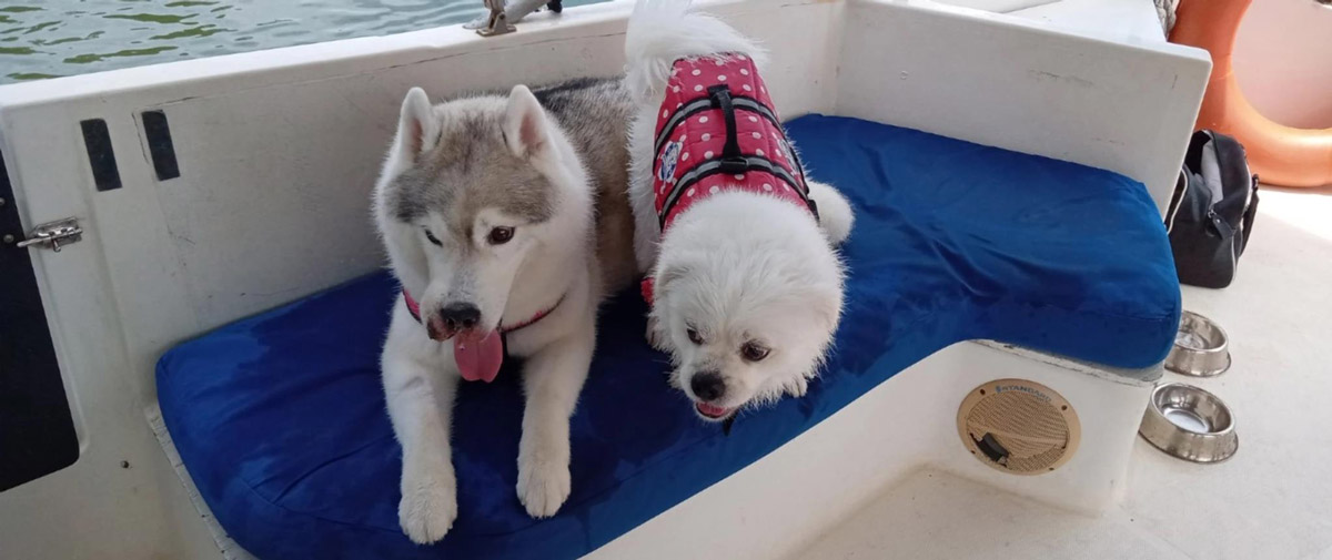5 Dog-Friendly Activities in Singapore for a Pawsome Time