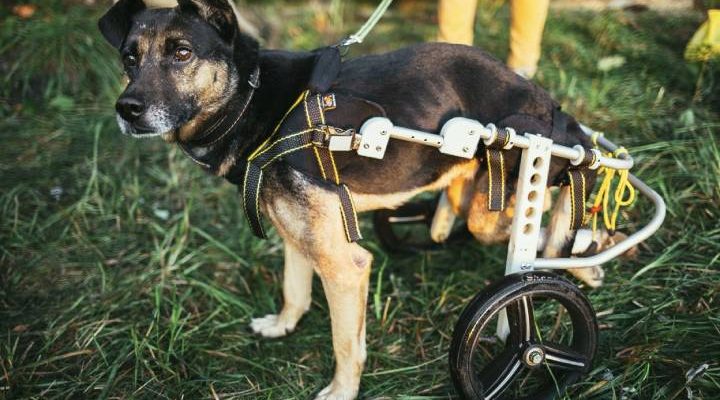 Canine Training 101: 4 Crucial Tips For A Handicapped Dog