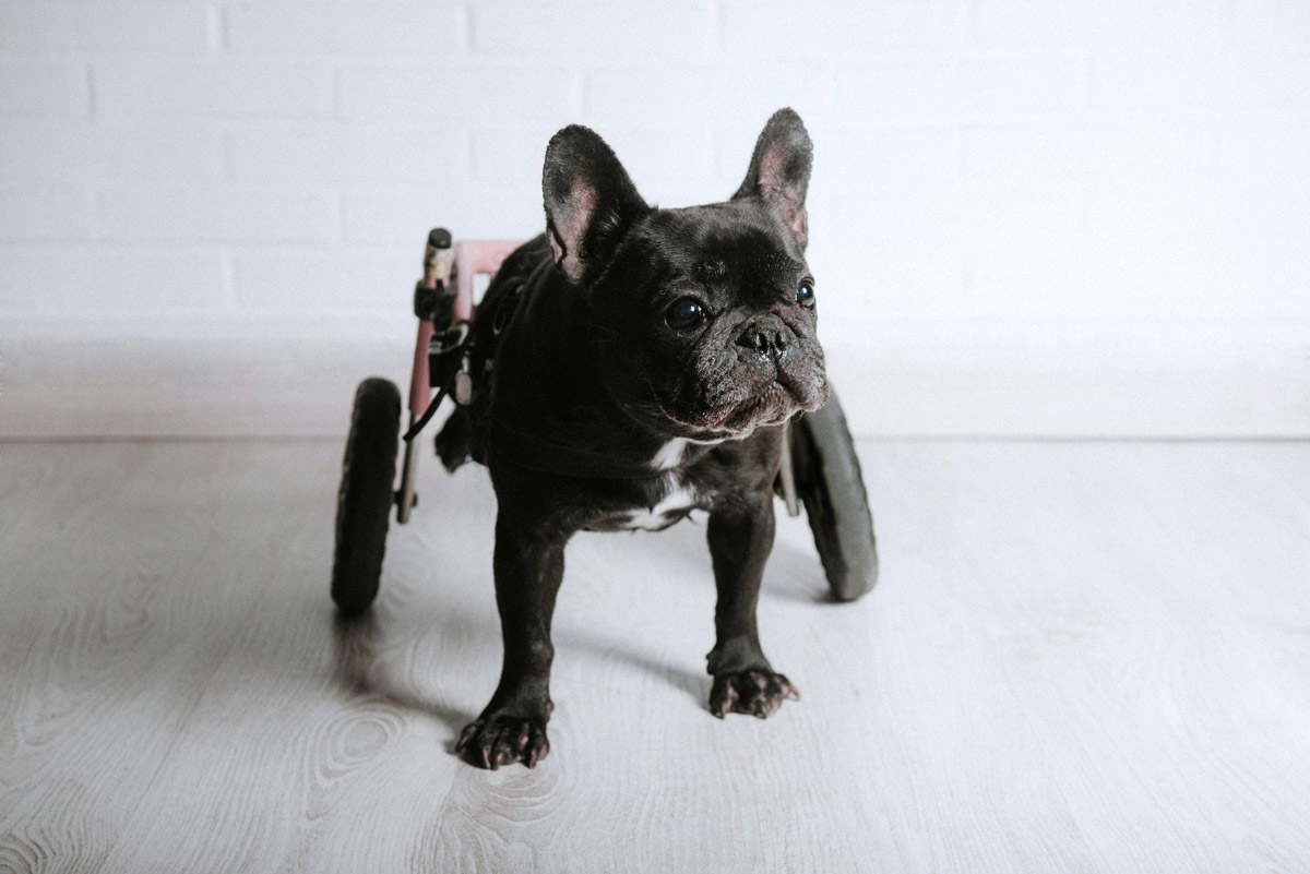 Canine Training 101: 4 Crucial Tips For A Handicapped Dog