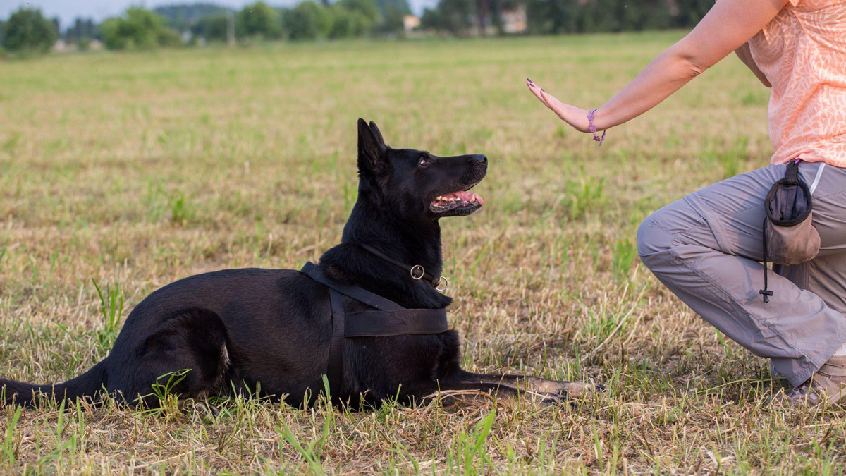 Canine Training 101: 4 Crucial Tips For A Handicapped Dog