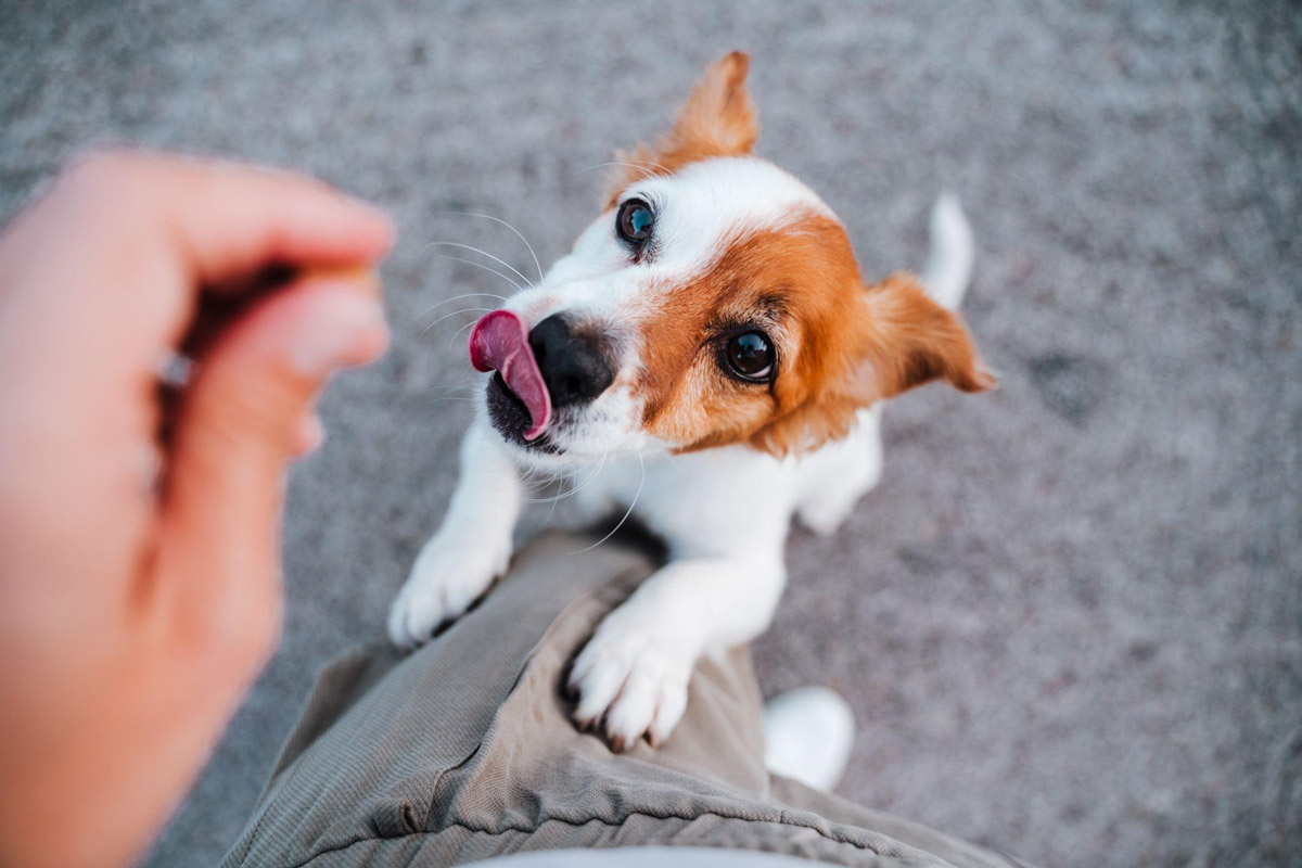 Canine Training 101: 4 Crucial Tips For A Handicapped Dog