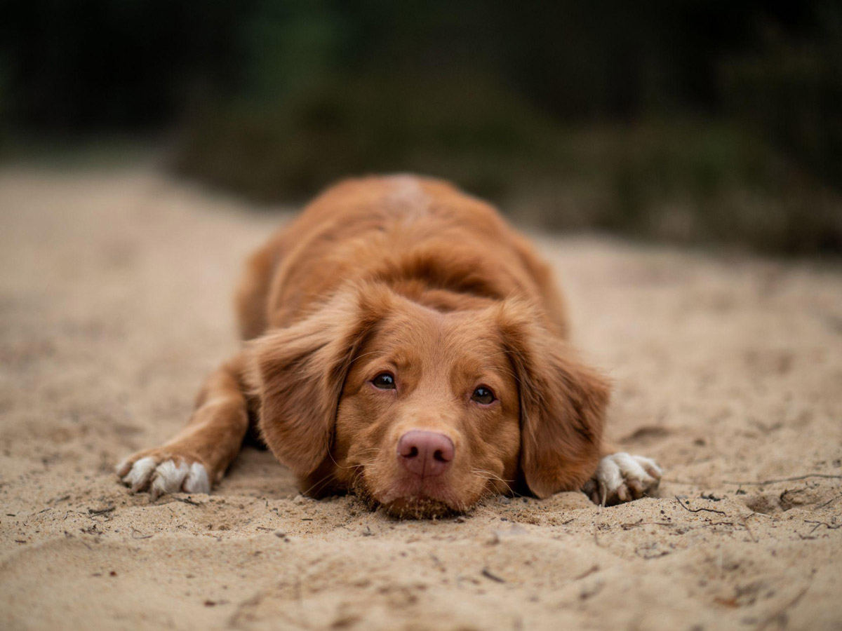 Canine Training 101: 4 Crucial Tips For A Handicapped Dog