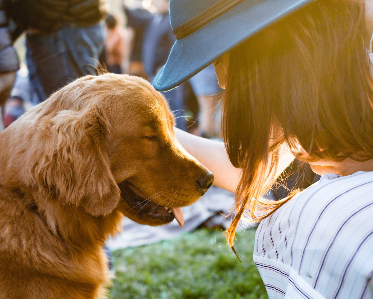 Canine Training 101: 4 Crucial Tips For A Handicapped Dog