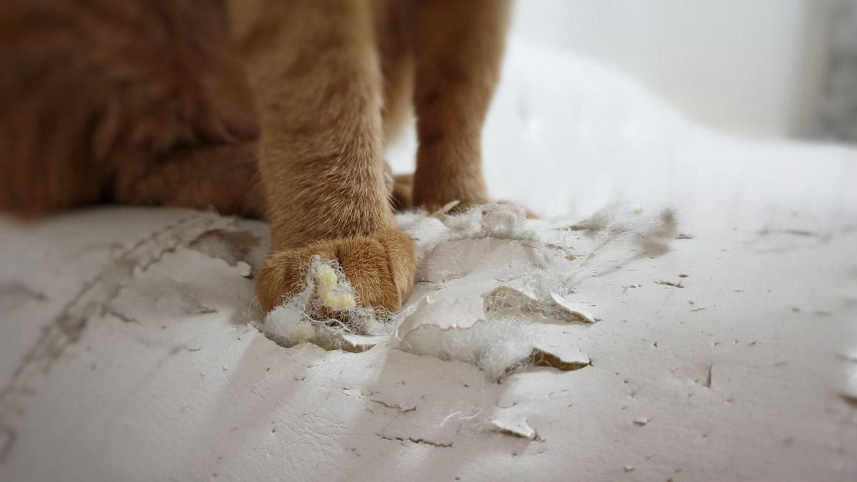 Declawing Cats: Why It’s A No-Go & Alternative Solutions