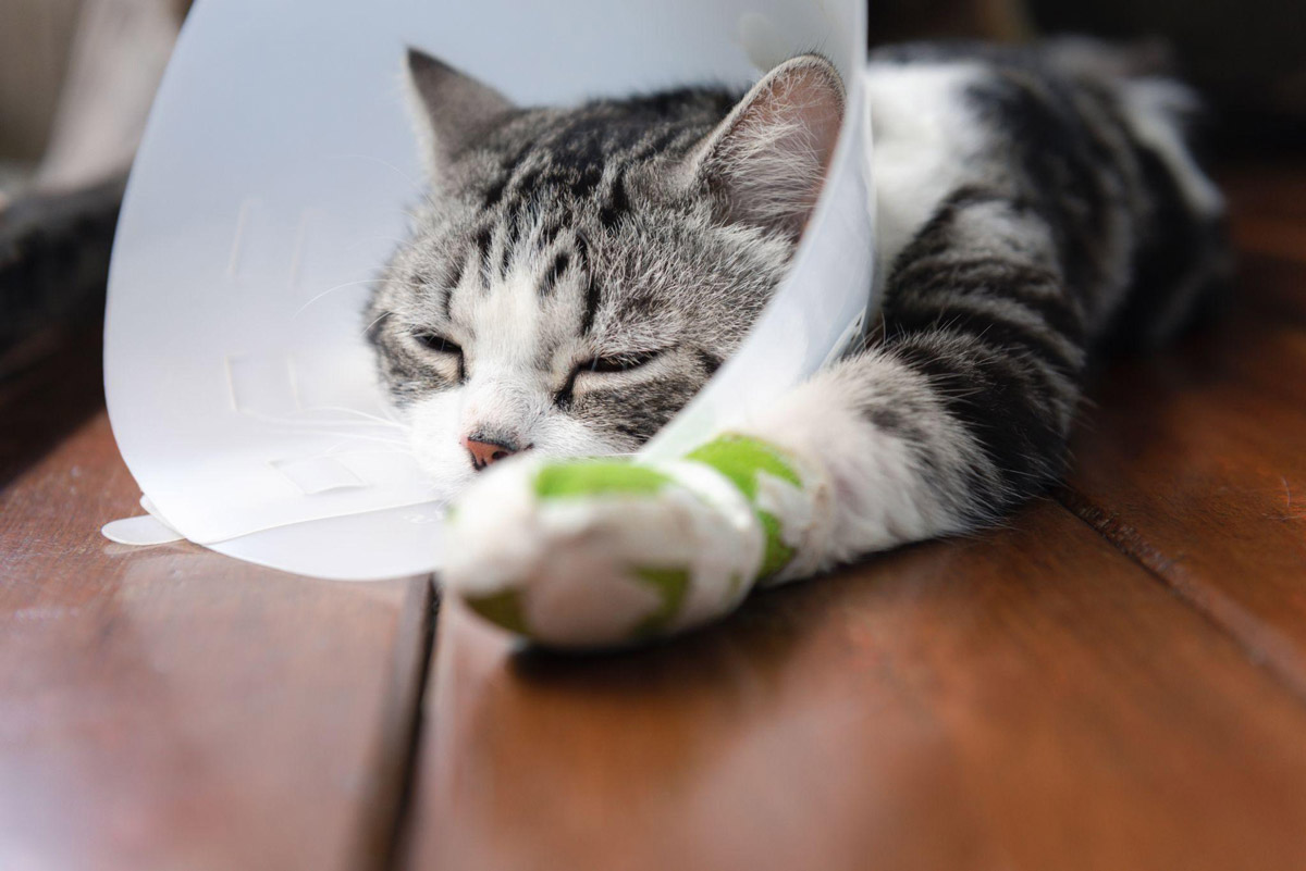 Declawing Cats: Why It’s A No-Go & Alternative Solutions