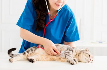 Flu Blues: How to Take Care of a Sick Kitty in Singapore?