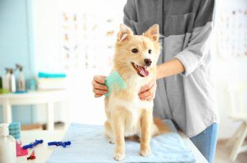 How to Choose the Right Groomer for Your Pet