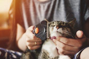 “Should I Groom My Pet?”: An Introduction to Home Grooming!